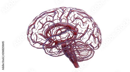 Human Brain Anatomy with Blood Vessels.