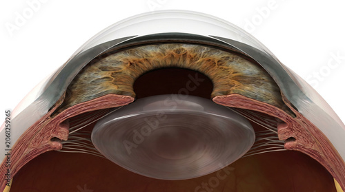 Detailed cross section of the human eye showing internal structures and lens.