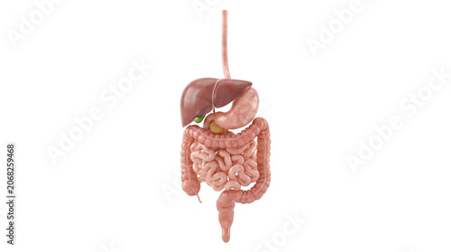 Human Digestive System Anatomy Illustration.