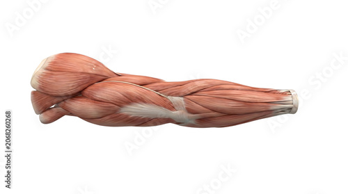 Human Arm Anatomy Muscle Structure Model.