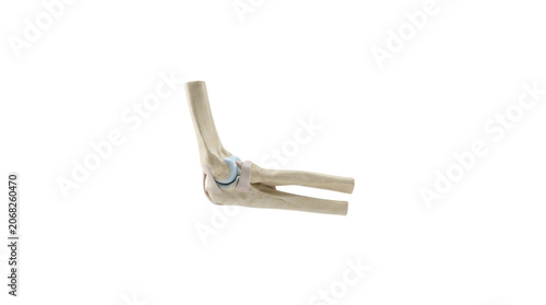 Human Elbow Joint Anatomy Medical Illustration.