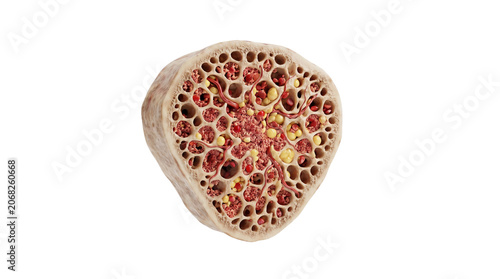 Cross section of a dried seed pod showing intricate cellular structure and texture.