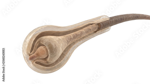 Microscopic view of a hair follicle bulb cross section showing internal structures.
