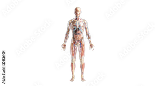 Anatomical illustration of the human body showing muscles and organs.