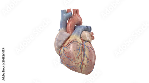 Detailed anatomical model of a human heart with major blood vessels.
