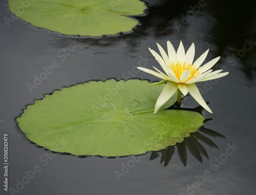 water lily in the pond yellow and in full bloom