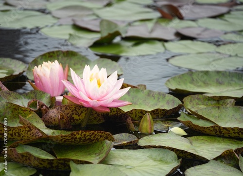 pink water lily