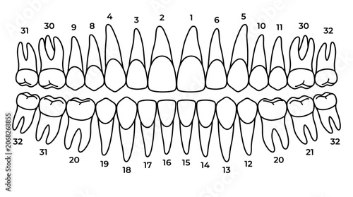 Detailed diagram of human dentition with numbered teeth for dental identification. Vector illustration. Isolated on a white background.