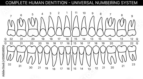 Complete human dentition universal numbering system diagram.