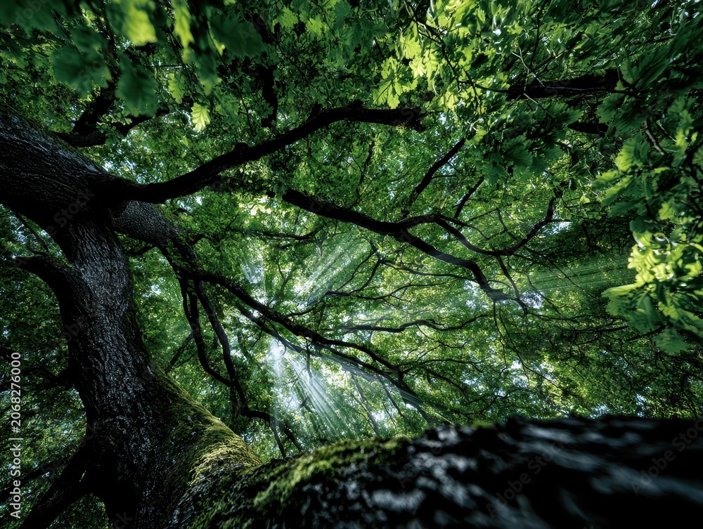 Fototapeta premium Sunlight rays streaming through the canopy of a majestic old oak tree