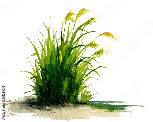 Watercolor illustration of a clump of tall green grass with yellow feathery seed heads