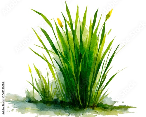 Vibrant green watercolor aquatic plants with yellow buds illustration