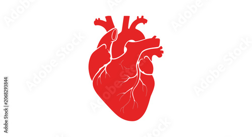 Bild auf Leinwand Red Human Heart Illustration Detailed Anatomy.