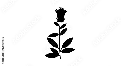 Photos Black Silhouette of Thistle Plant Illustration.