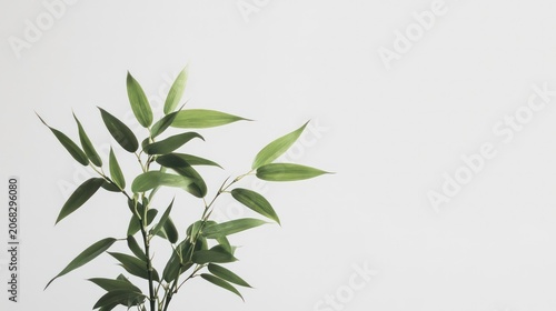 A fresh bamboo plant with vibrant green leaves standing tall against a white isolated background, symbolizing resilience and natural beauty.