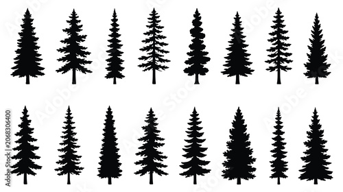 Photos Silhouette of three evergreen pine trees standing tall in a forest