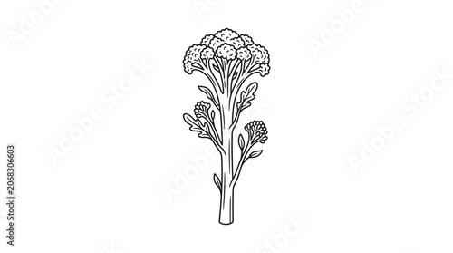 Hand drawn illustration of a fresh broccoli stalk with leaves and florets.