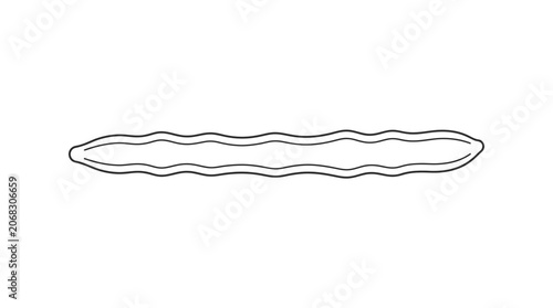 A simple hand drawn line art illustration of a long wavy bean pod.