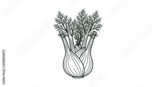 Hand drawn illustration of a fresh fennel bulb with green stalks and feathery fronds.