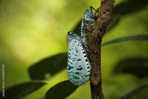 Billede på lærred The proboscis cicada, Aphaena najas (commonly known among entomologists as the pastel proboscis cicada or blue proboscis cicada), belongs to the family Fulgoridae (proboscis family)
