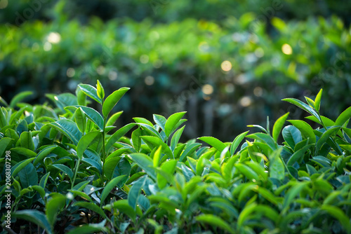 Foto Close up Tree tea plant green nature in morning