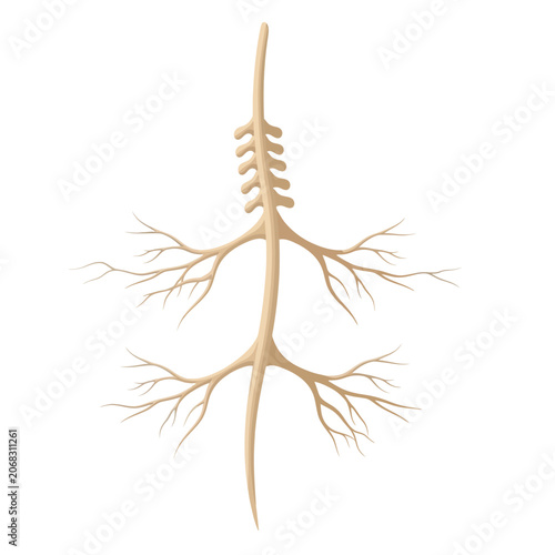 Flat style vector illustration of human spinal cord and nervous system synapse nerves isolated on white background