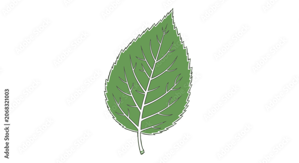 Fototapeta premium Single green leaf with white veins.