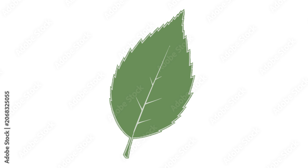 Fototapeta premium Single Green Leaf with White Veins.