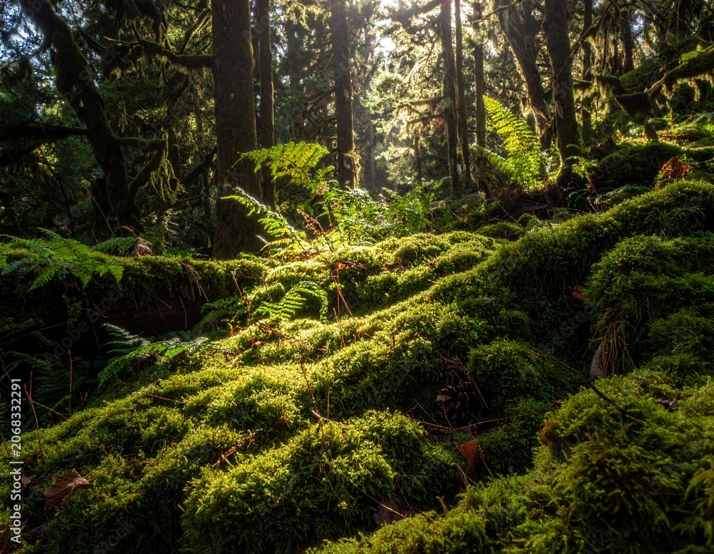 Fototapeta premium Sunlight filtering through lush green mossy forest floor with ferns.