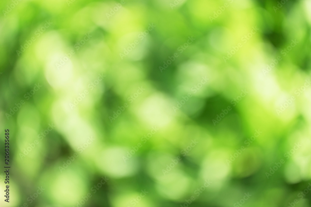 Fototapeta premium blurred photo of green park for background