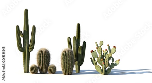 Desert cacti plants in sandy landscape.