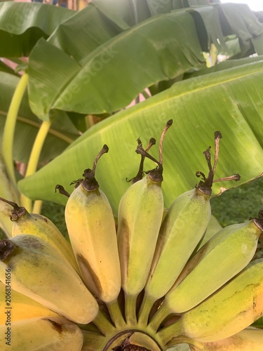 bunch of bananas witn banana