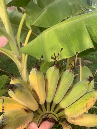 bunch of bananas