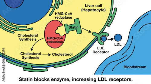 Fotografija Statin Medication Cholesterol Lowering Mechanism Liver Cell Diagram
