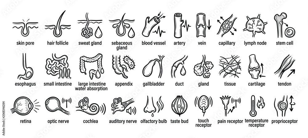 Fototapeta premium Set of human anatomy and physiology line icons for biology lessons and medical healthcare education