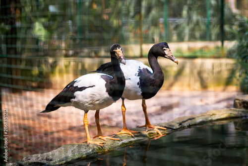 Photography Two Magpie Geese Standing by a Pond in a Zoo Enclosure