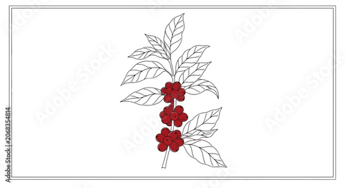 Coffee Branch with Red Berries and Leaves, Hand-Drawn Sketch, Isolated on White Background
