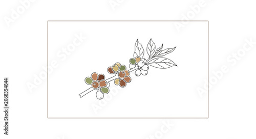 Coffee branch with ripe and unripe berries, hand-drawn illustration