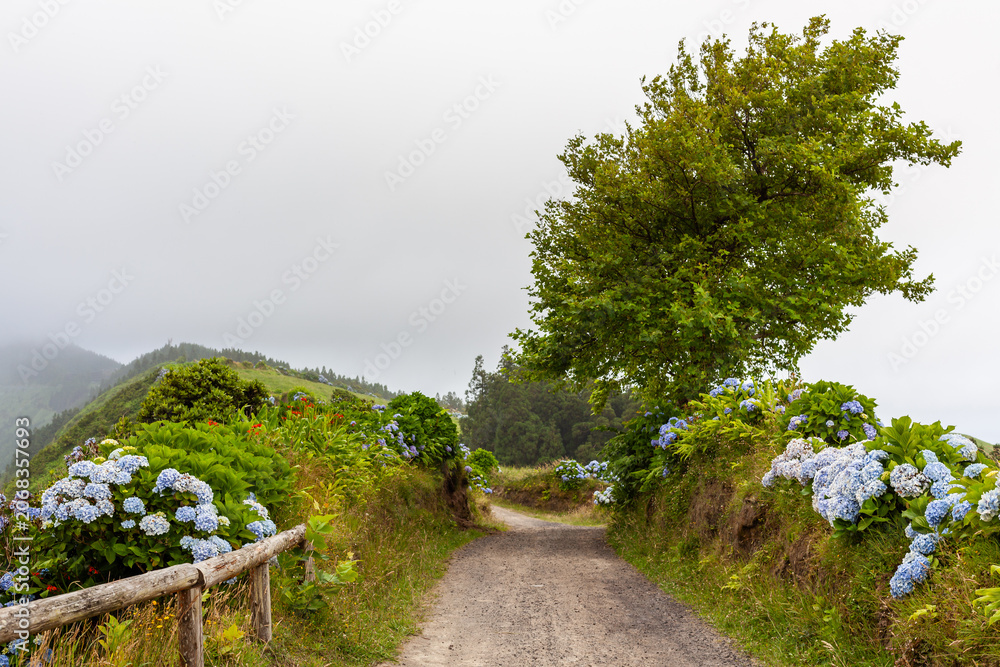 Naklejka premium Sete Cidades, San Miguel Island, Azores, Portugal. Rural hiking path lined with blue hydrangeas. Foggy mountain landscape with green hills in the background.