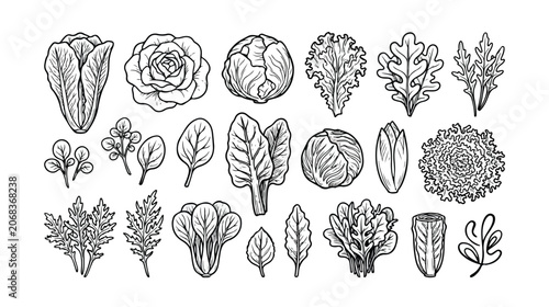 Canvas-taulu Vintage hand drawn leafy greens vector set, 18 organic salad vegetable icons, bl