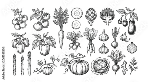 Cuadro en lienzo Vintage hand drawn vegetable sketches, rustic woodcut garden harvest icons, 25 b