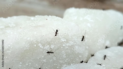 Black ants swarm and eat chunks of white rock sugar	