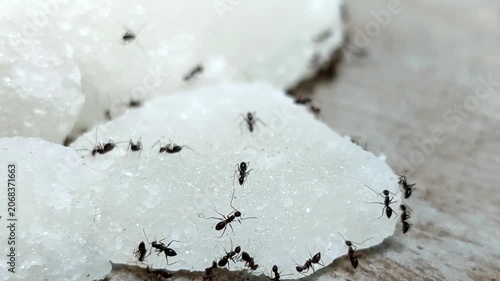 Black ants swarm and eat chunks of white rock sugar	