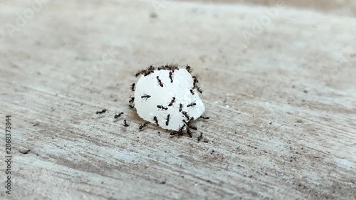Black ants swarm and eat chunks of white rock sugar