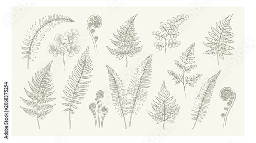 Photos Vintage botanical fern leaf illustrations, hand drawn forest foliage vector set,