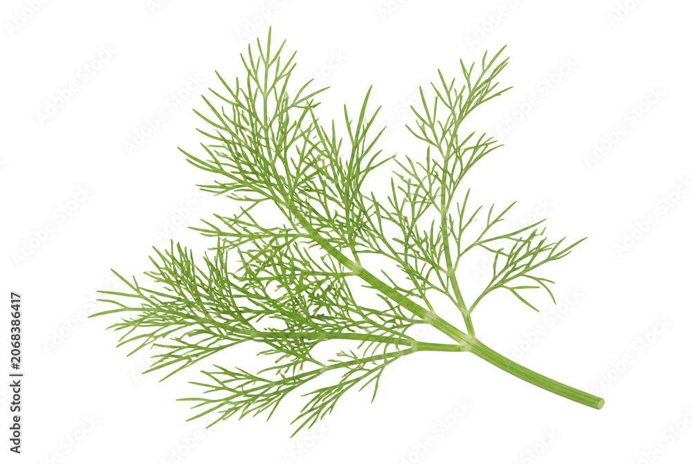 Fototapeta premium Fresh green dill sprig isolated on white background.