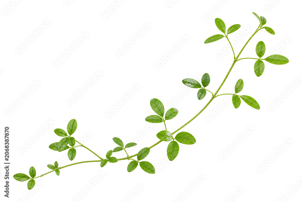 Obraz premium Fresh Green Leafy Branch Isolated on White Background.