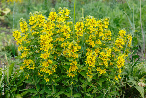 Yellow Loosestrife Lysimachia punctata in Bloom