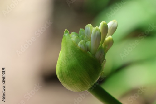 Agapanthus buds