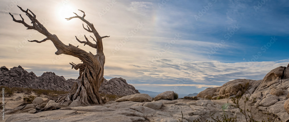 Fototapeta premium Solitary weathered dead tree skeleton illuminated by hazy desert sun amidst pale rocky landscape and dramatic cloudy sky